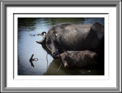 India,water buffalo,farm animals