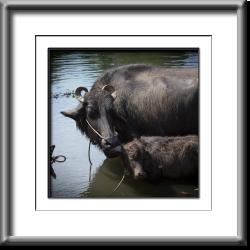 India,water buffalo,farm animals