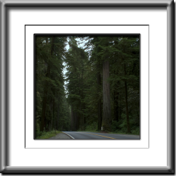 Redwood Highway  #4