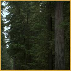 Redwood Highway  #4