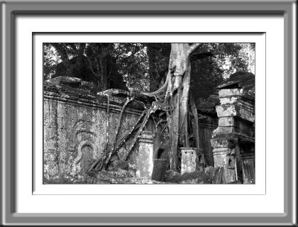 Ta Prohm temple, Cambodia, ruins, jungle