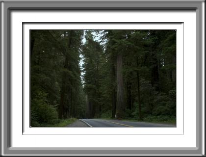 Redwood Highway  #4
