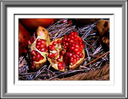 Pomegranate