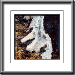 Bark #4 (Altered) Bark #4 (Altered)