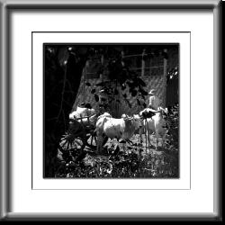 Myanmar - 10-30-13 farmer, oxen, Burma, Myanmar