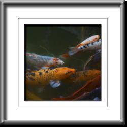 Koi fish, orange, gold
