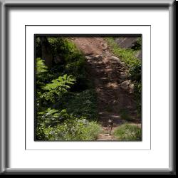 On the Road Sri Lanka,dog,rural,countryside