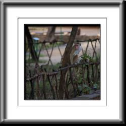 Sigiriya Monkey Sri Lanka