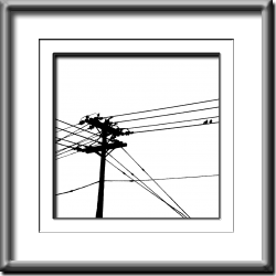 Urban Birds #4 Urban Birds #4